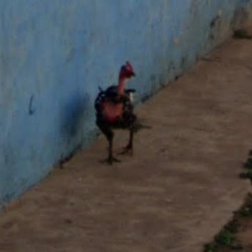 Juego chicken road, chicken road casino